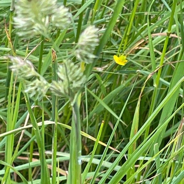 Dactylis glomerata Deilen