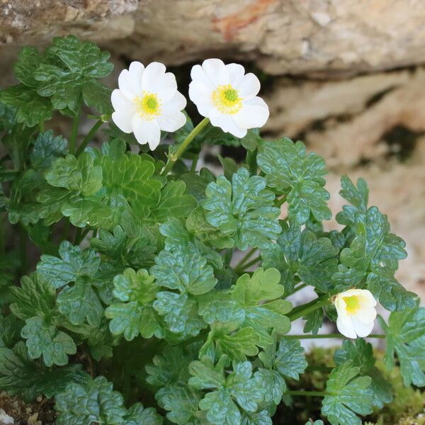 Ranunculus alpestris Floare