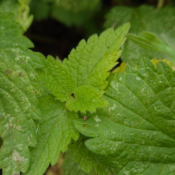 Lamium album Leaf