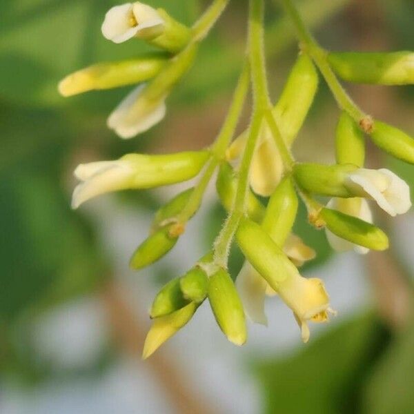 Dalbergia sissoo Bloem