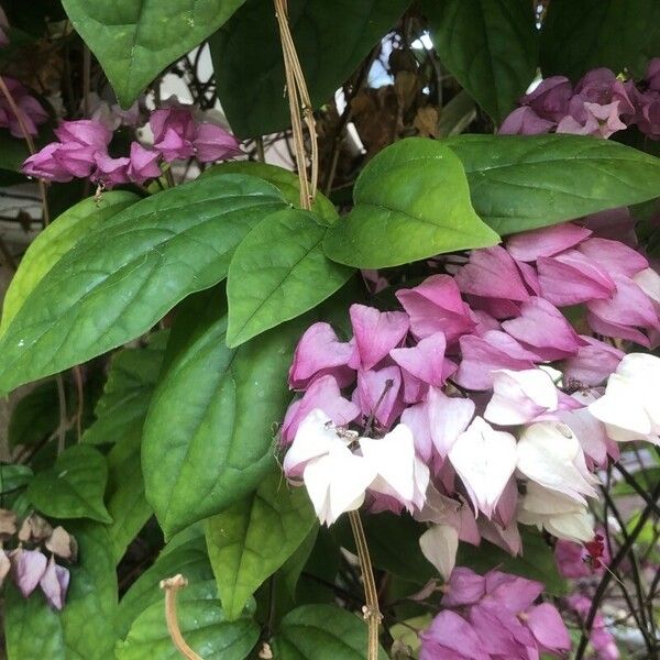 Clerodendrum thomsoniae Лист