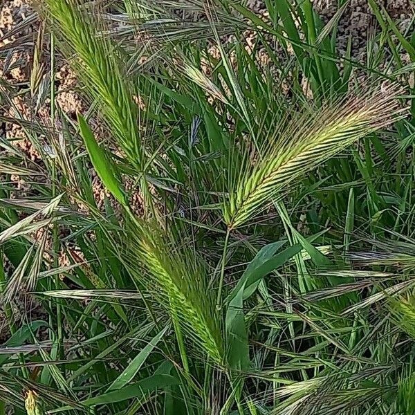 Hordeum murinum Leaf