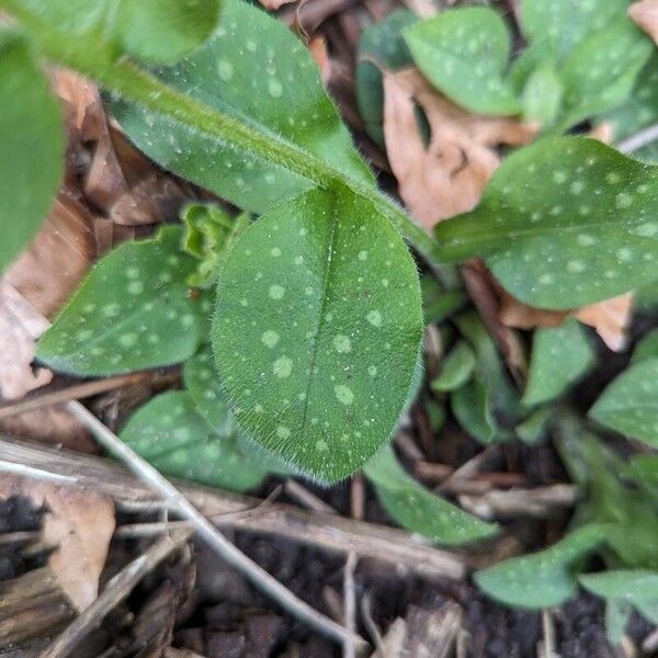 Pulmonaria officinalis List