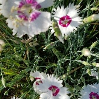 Dianthus plumarius 花