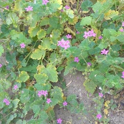 Erodium malacoides Hábito