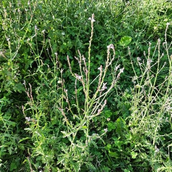 Verbena officinalis Fiore