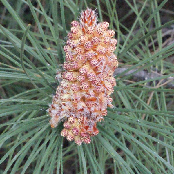Pinus pinaster Blomst