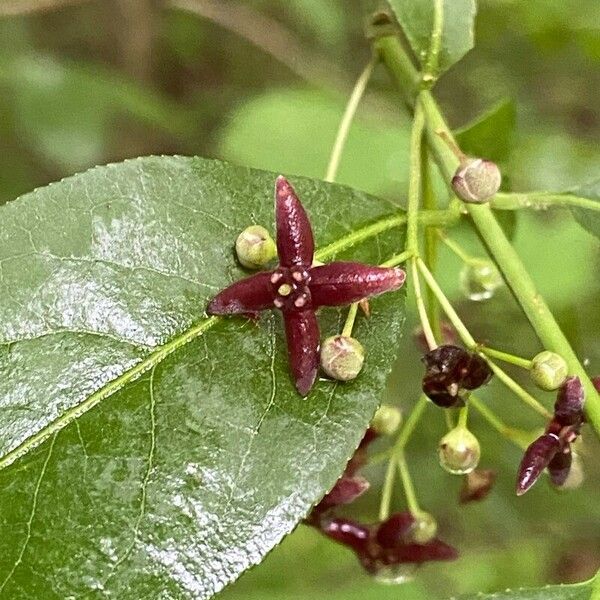 Euonymus atropurpureus Кветка