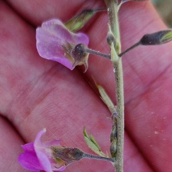 Tephrosia purpurea Bark