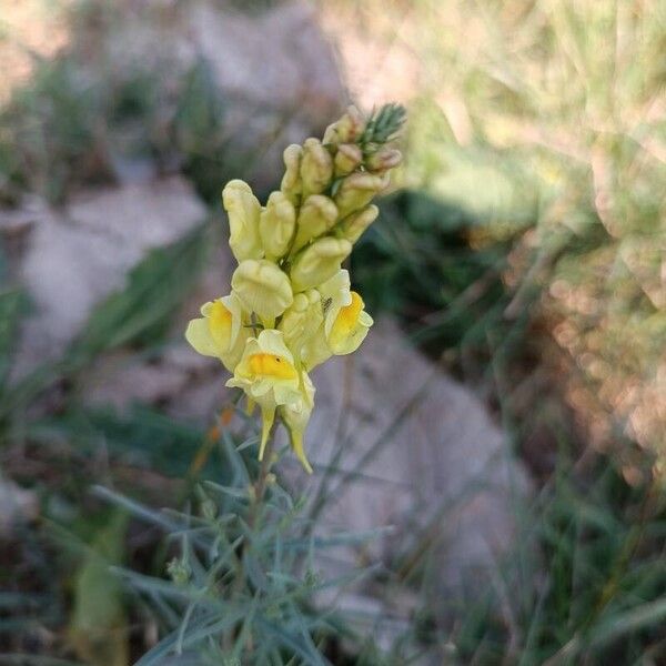 Linaria angustissima Кветка