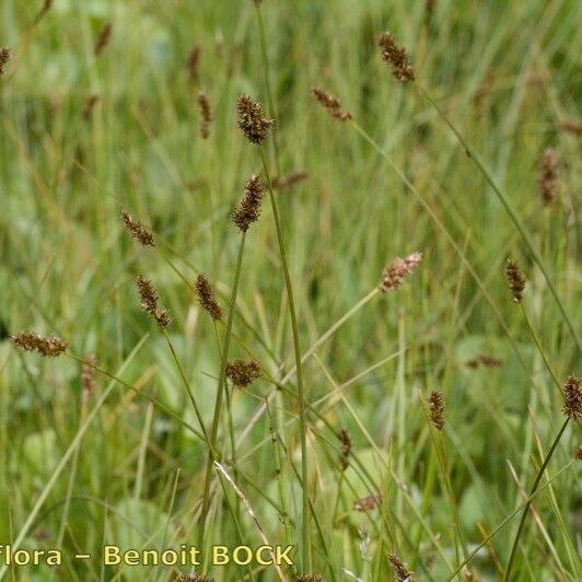 Carex diandra Vekstform