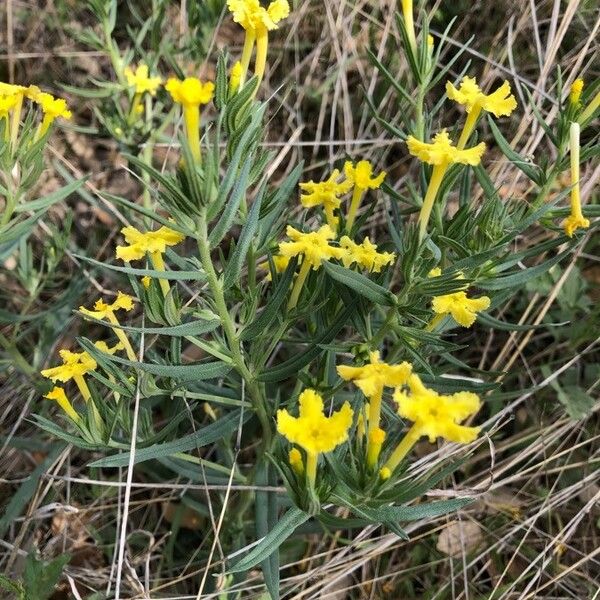 Lithospermum incisum Blüte