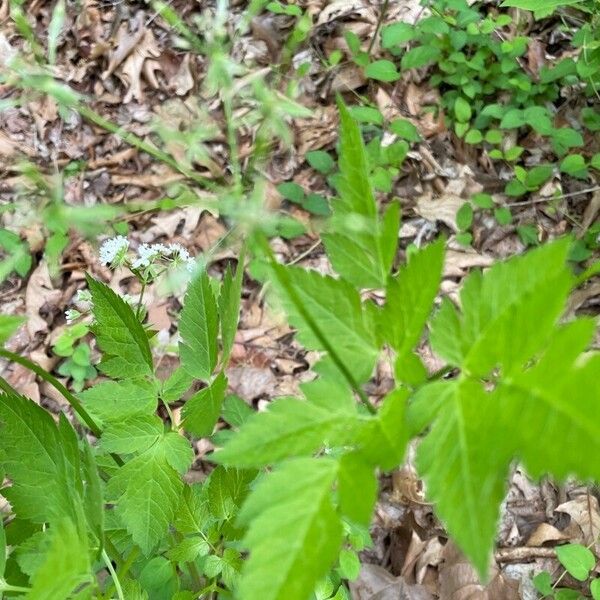 Osmorhiza longistylis Leht