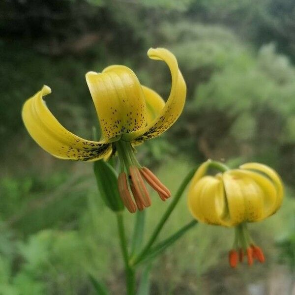 Lilium pyrenaicum Flor