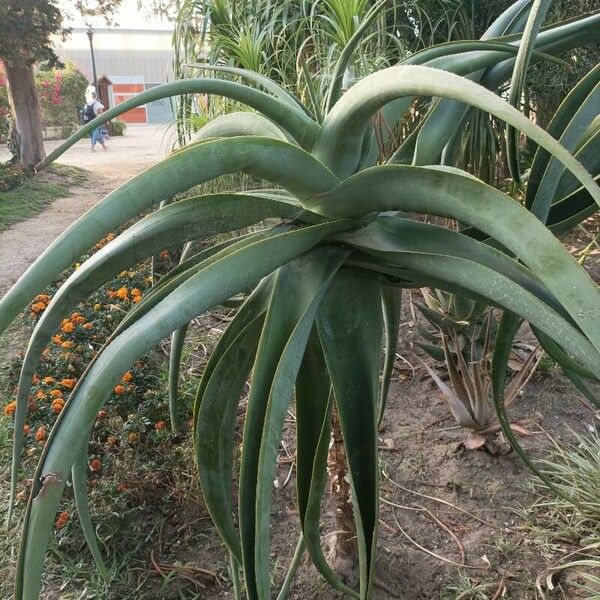 Aloe thraskii Hostoa