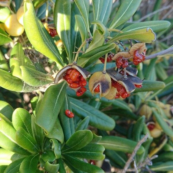 Pittosporum tobira Fruto