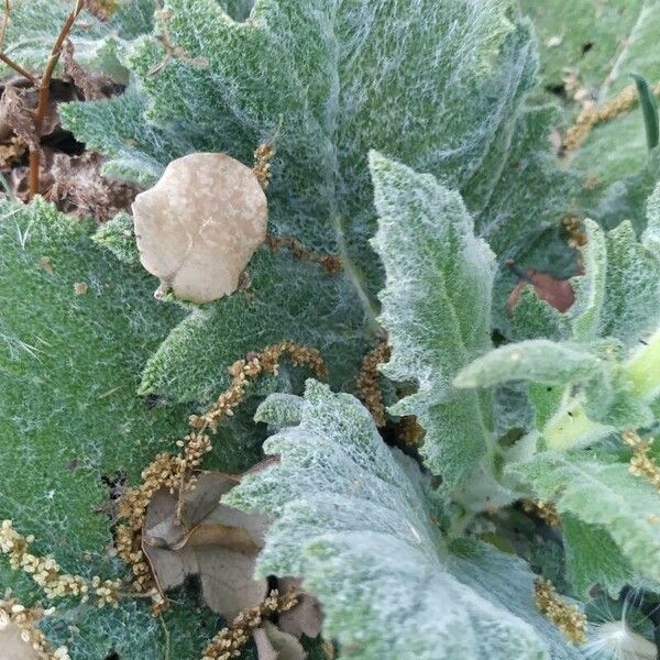 Salvia argentea Blad