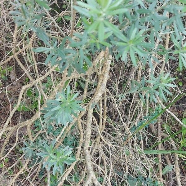 Genista linifolia Blatt