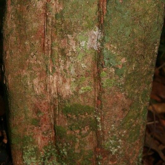 Posoqueria latifolia बार्क (छाल)