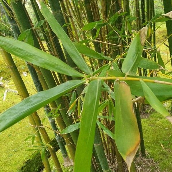 Bambusa oldhamii Лист