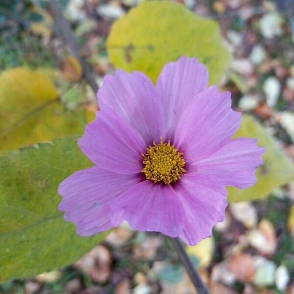 Cosmos bipinnatus Flower