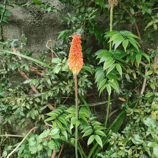 Kniphofia uvaria Blomst