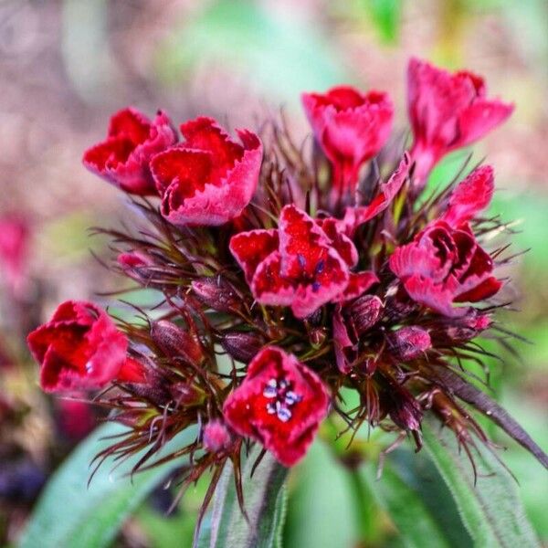 Dianthus barbatus Květ