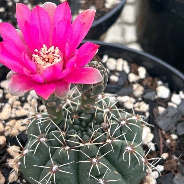 Gymnocalycium baldianum Кветка