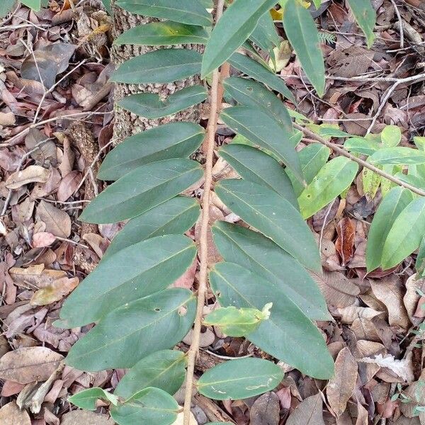 Xylopia aromatica Blad