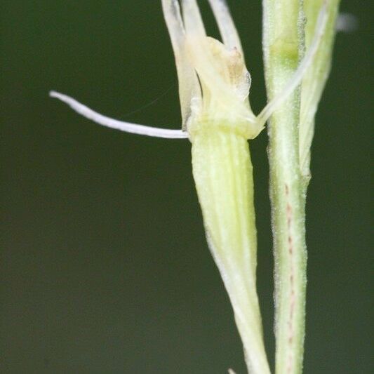 Liparis loeselii Flower