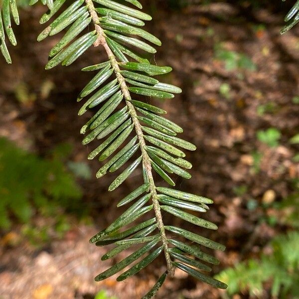 Abies alba برگ