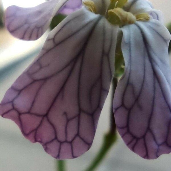 Raphanus raphanistrum Flower