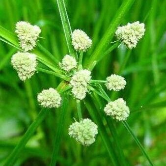 Cyperus luzulae Flower