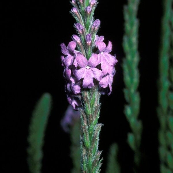 Verbena hastata Flower