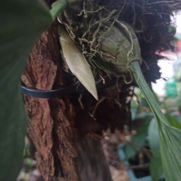 Catasetum maculatum Blomst