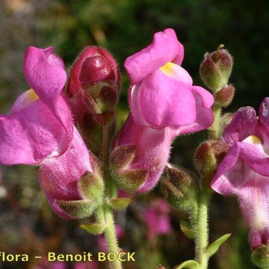 Antirrhinum cirrhigerum Flower