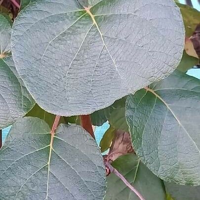 Actinidia chinensis Folla