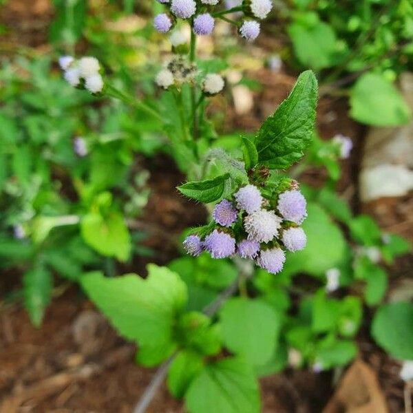 Ageratum conyzoides Flower