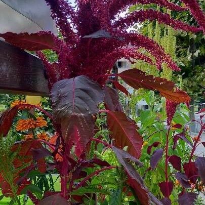 Amaranthus tricolor Habit