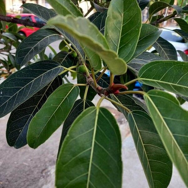 Ficus altissima Foglia