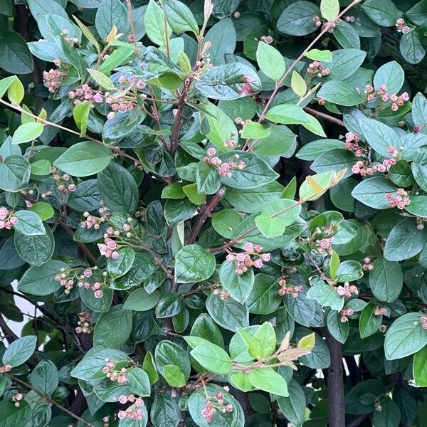 Cotoneaster acutifolius Blad