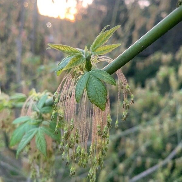 Acer negundo Blad