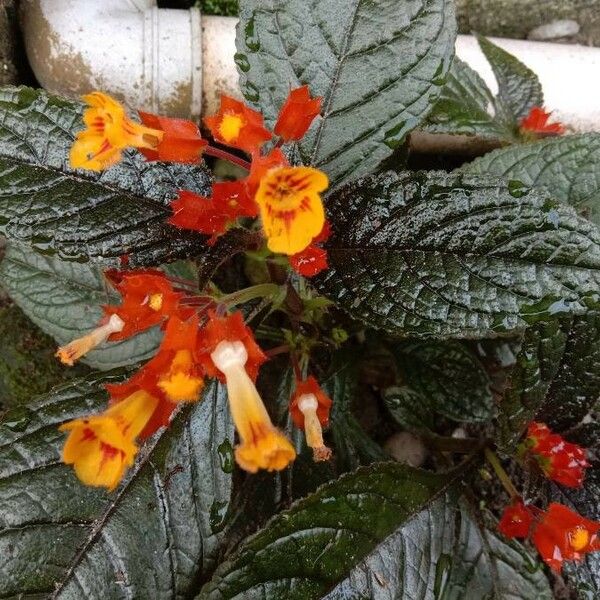 Chrysothemis pulchella Flors