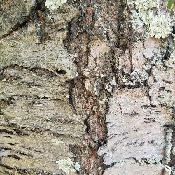 Prunus serrulata Bark