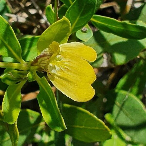 Justicia flava Flower