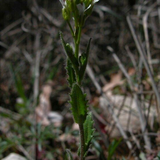 Arabis auriculata Flower