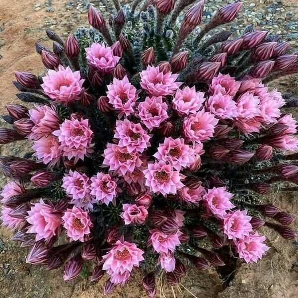 Echinopsis eyriesii Flor