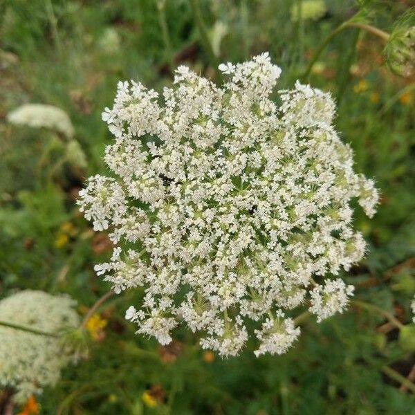 Daucus carota फूल