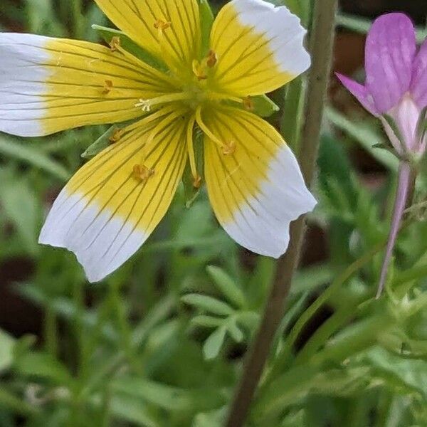 Limnanthes douglasii Λουλούδι