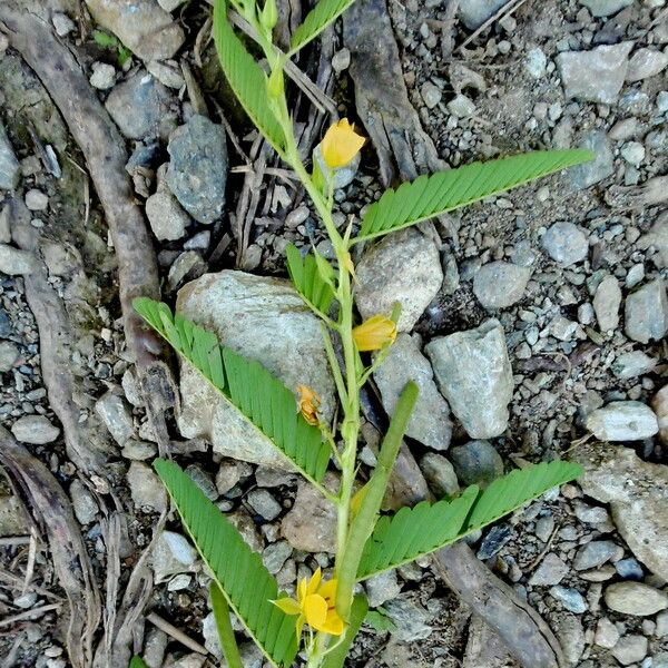 Chamaecrista glandulosa Pokrój